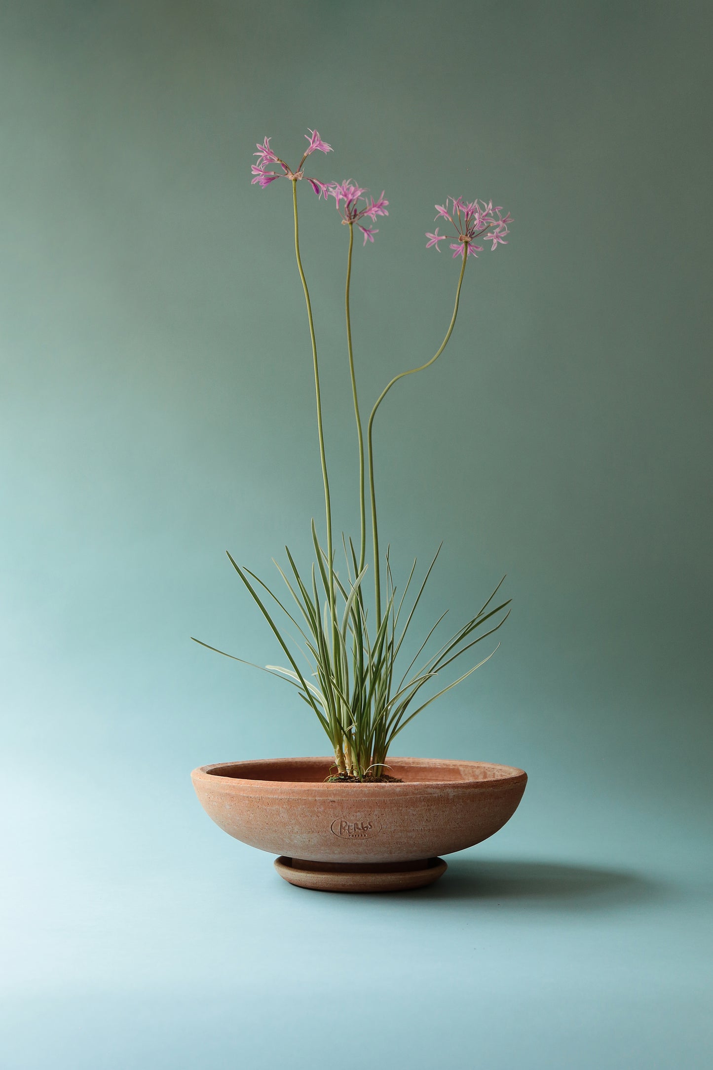 Ada Bowl & Saucer - Rosa