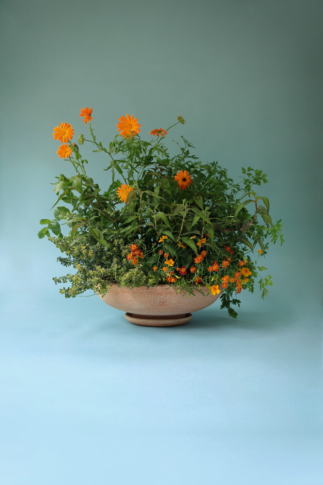Ada Bowl & Saucer - Rosa