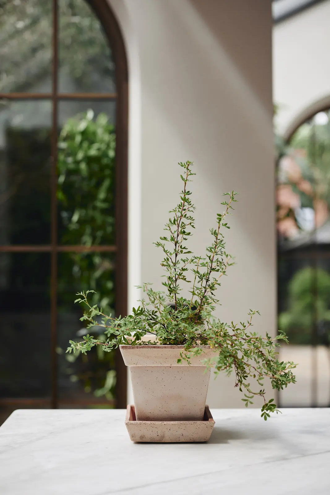 Gaia Raw Rosa Pot & Saucer