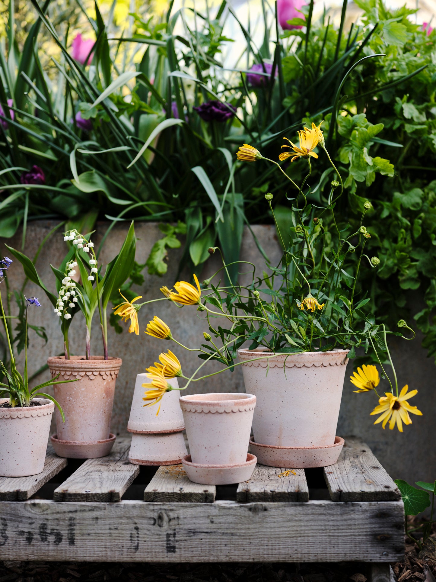 Helena Raw Pot & Saucer - Rosa