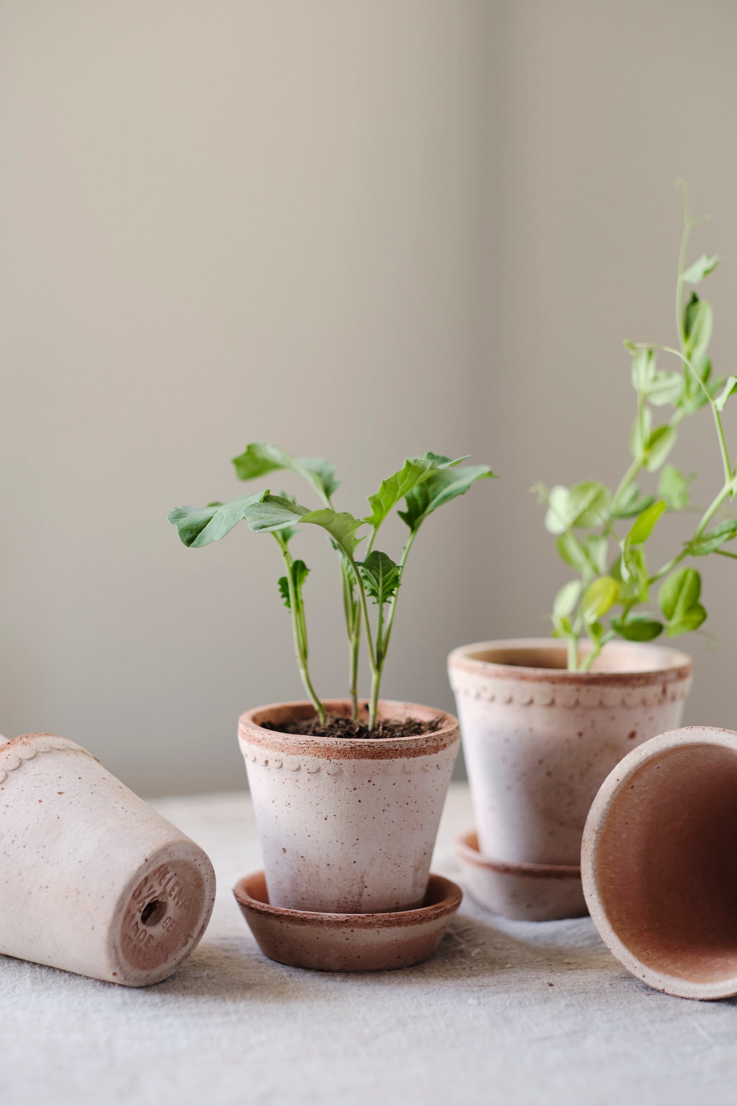 Helena Raw Pot & Saucer - Rosa