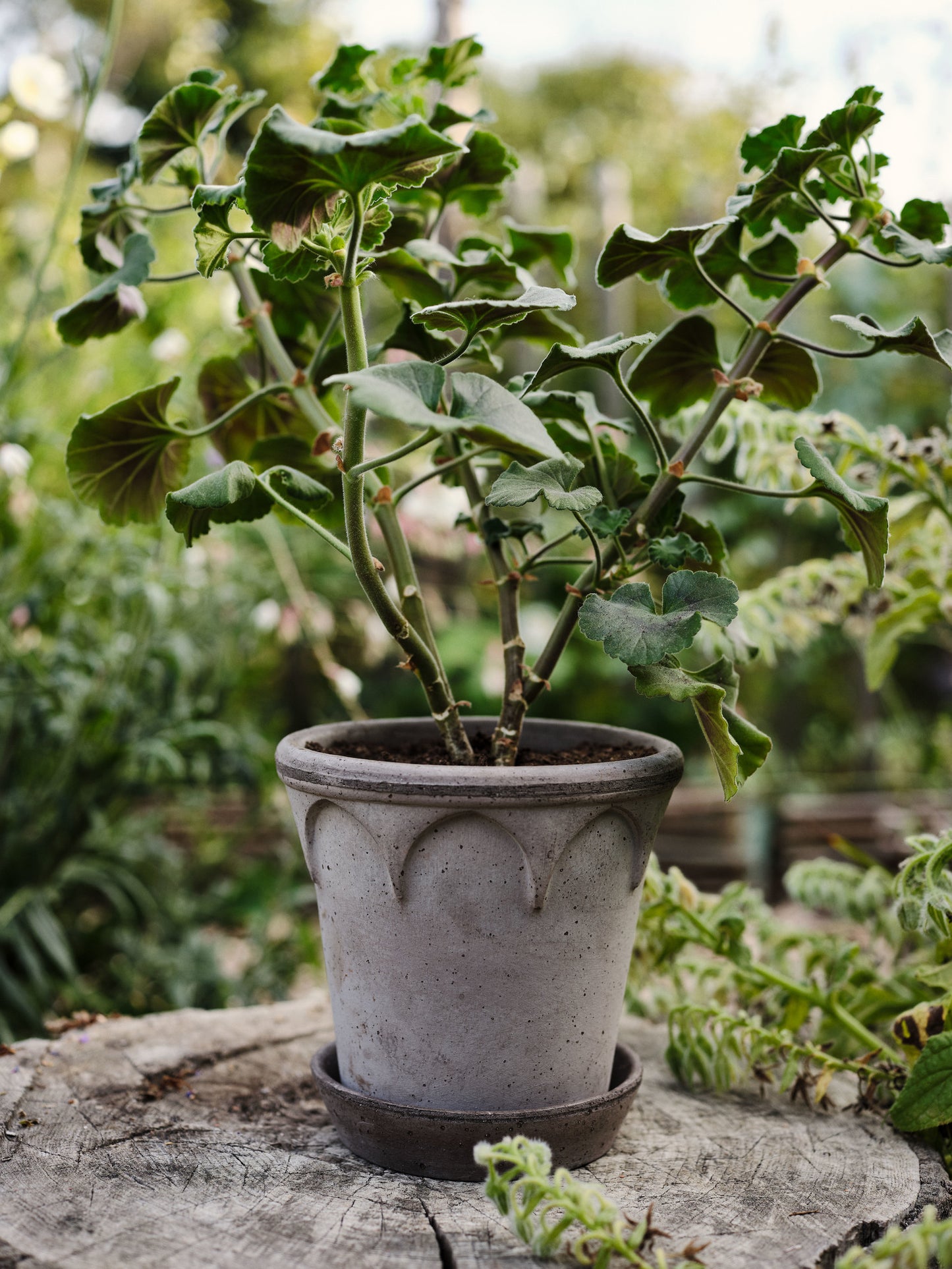 Elizabeth Raw Pot & Saucer - Grey