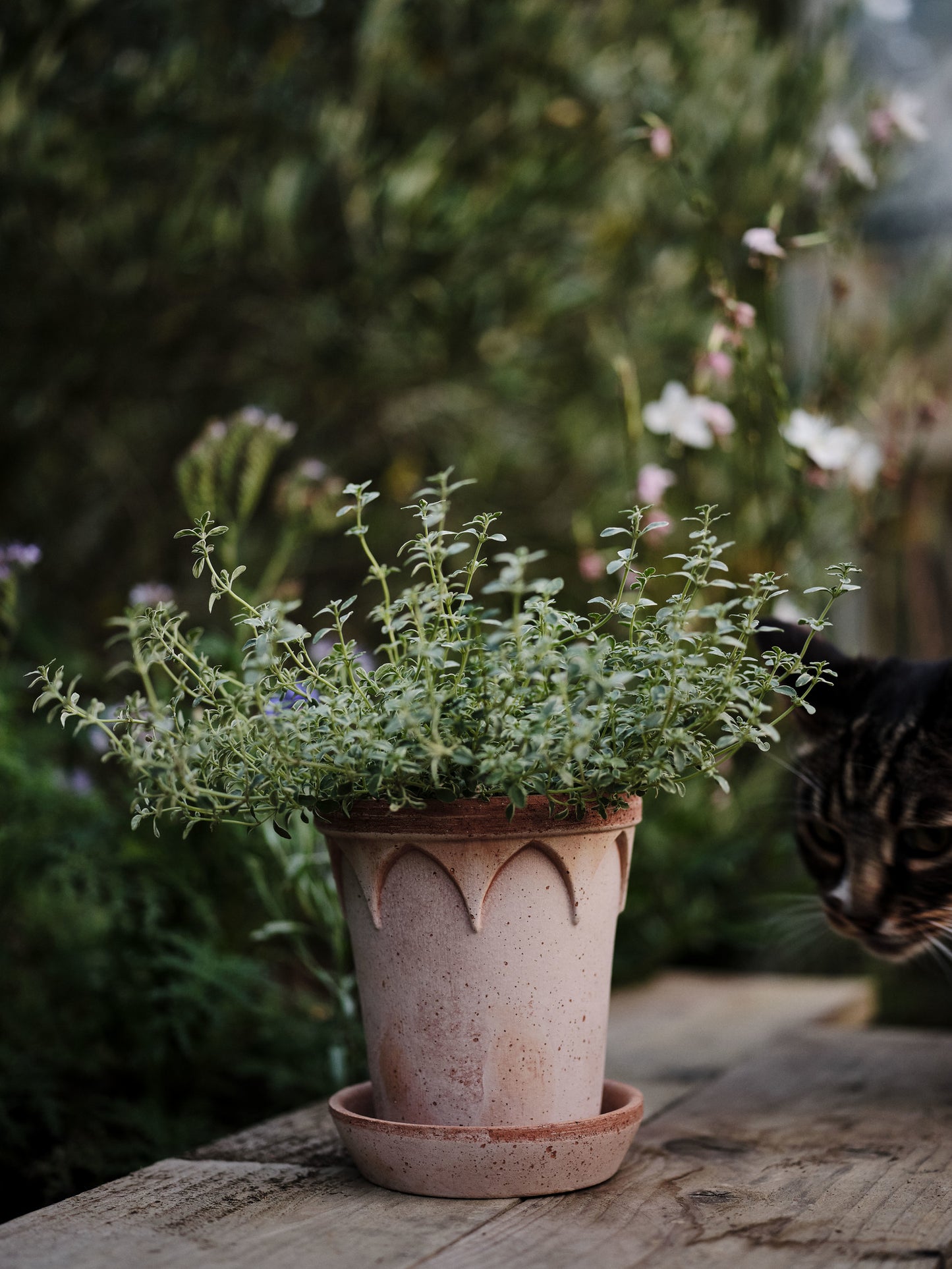 Elizabeth Raw Pot & Saucer - Rosa