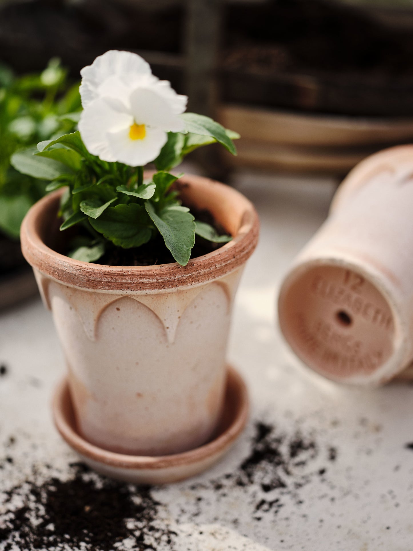 Elizabeth Raw Pot & Saucer - Rosa