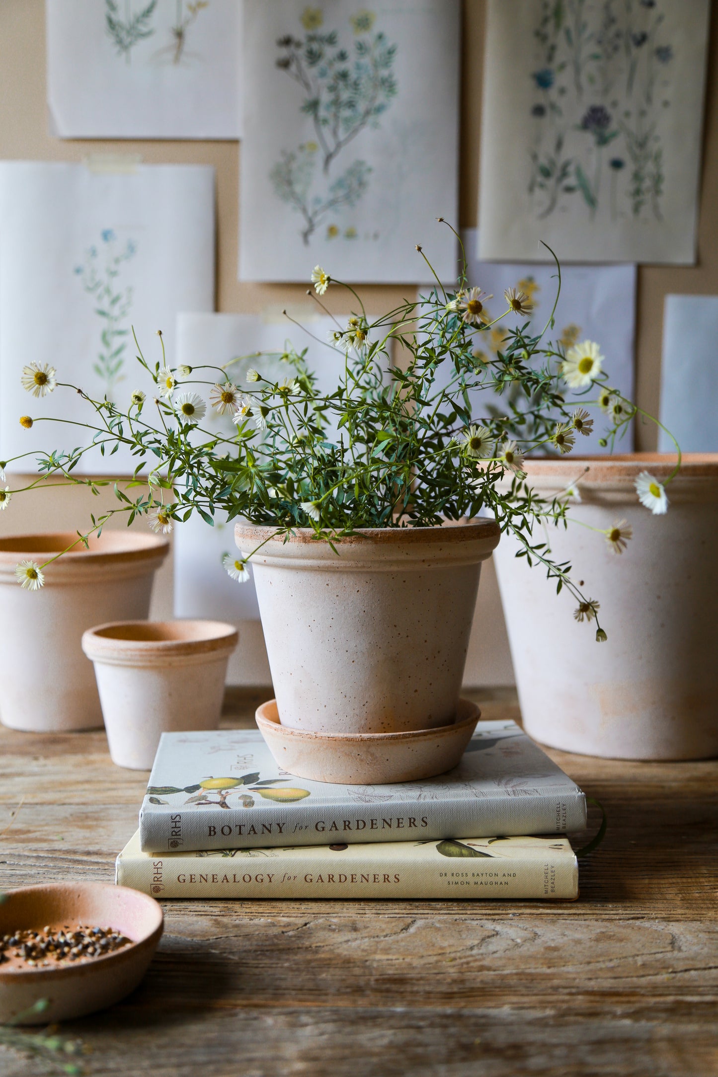 Flora Raw Pot & Saucer - Rosa