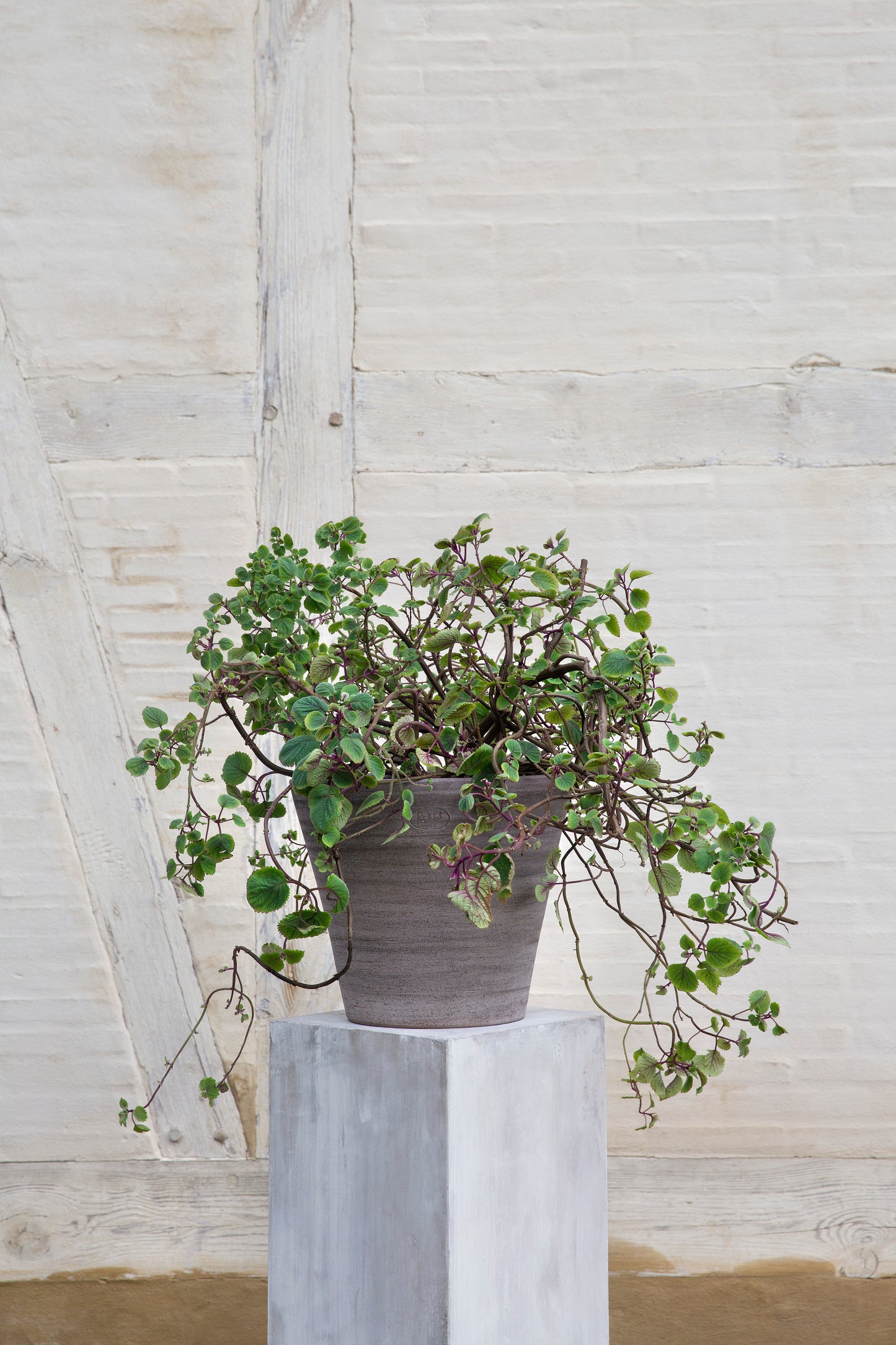 Julie Raw Rustic Pot & Saucer - Grey