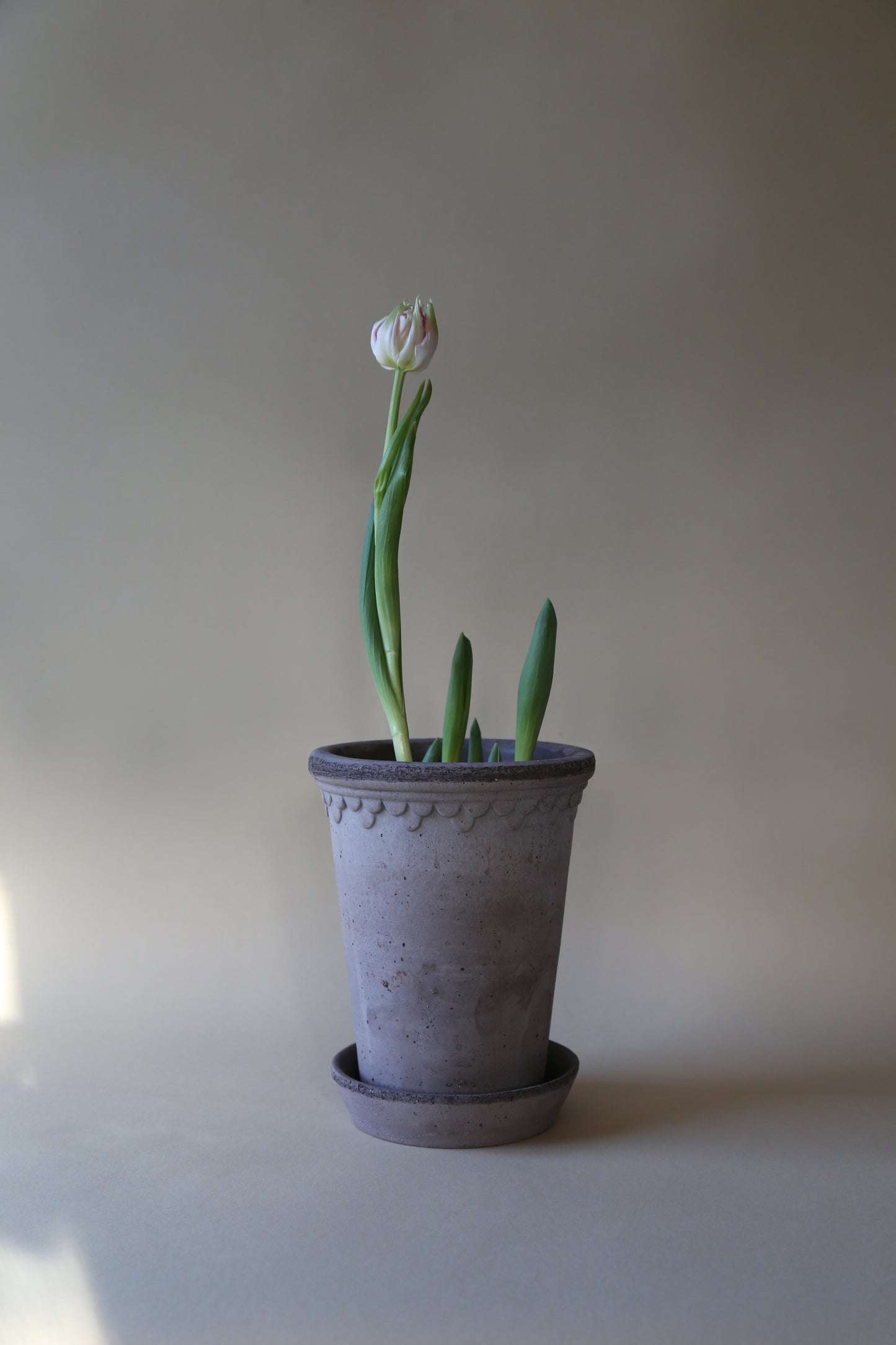 Københavner (Copenhagen) Tall Raw Pot & Saucer - Grey