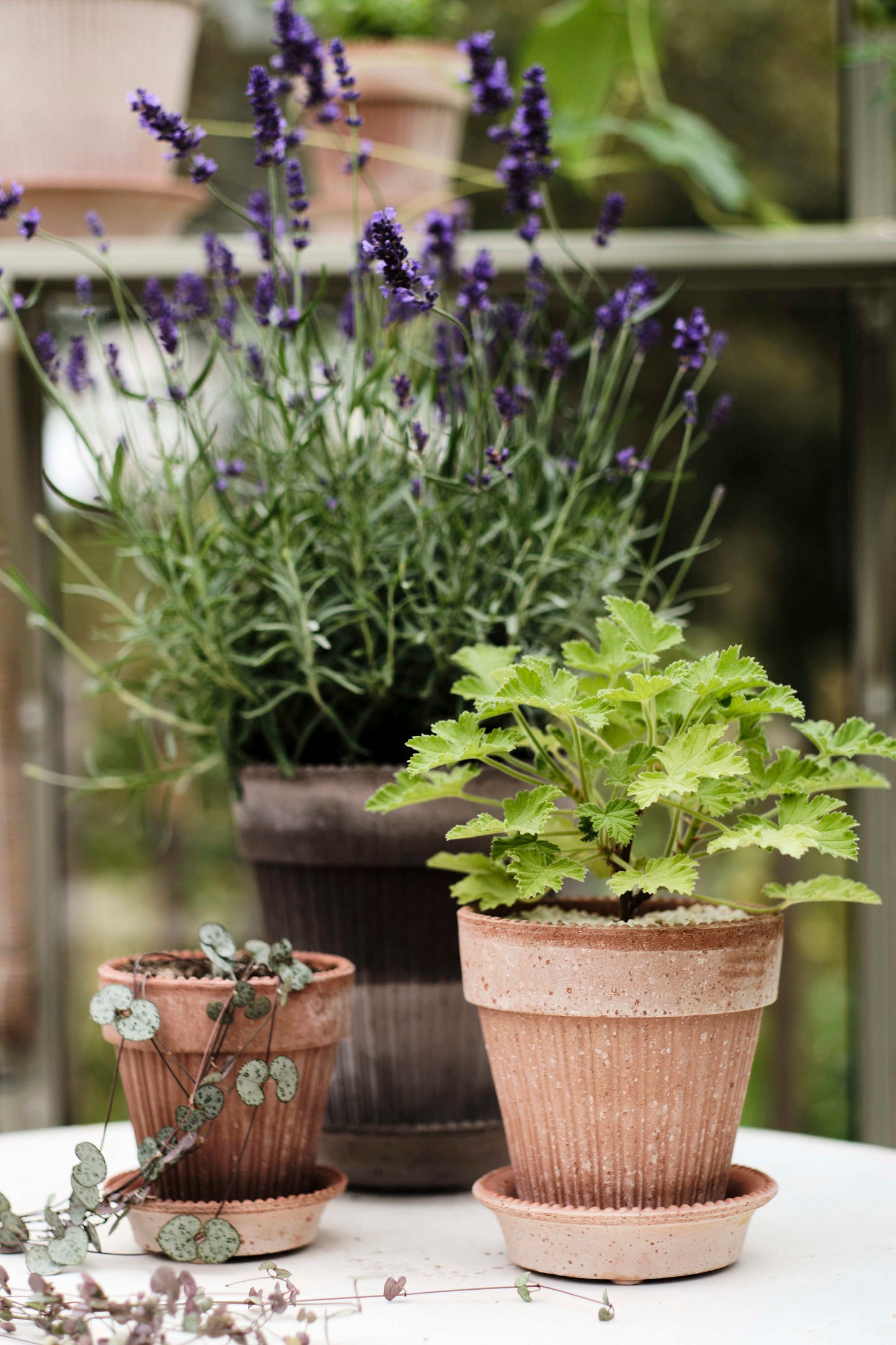 Simona Raw Pot & Saucer - Rosa