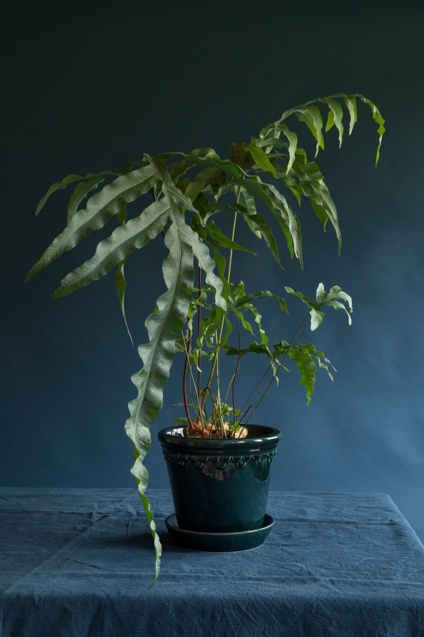 Københavner (Copenhagen) Glazed Pot & Saucer - Emerald Green