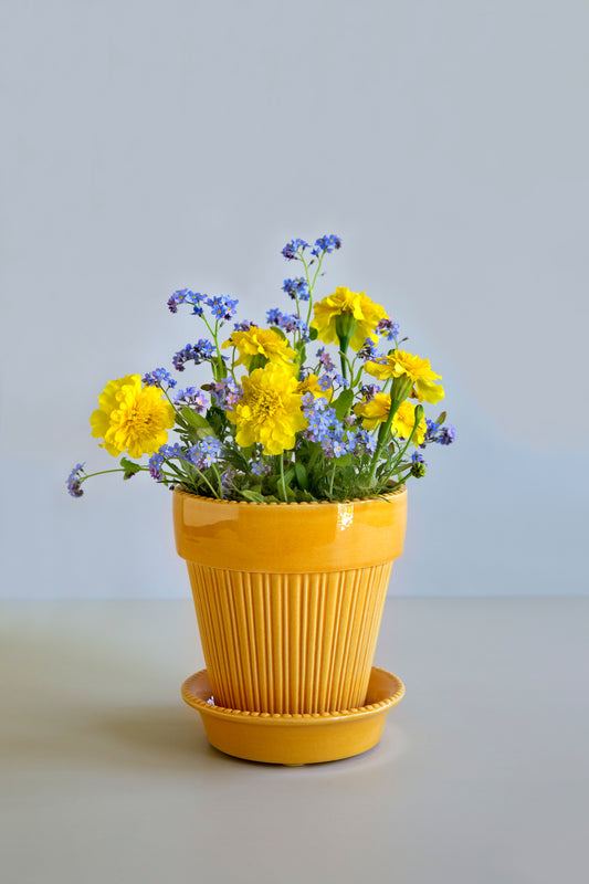 Simona Glazed Pot & Saucer - Amber Yellow
