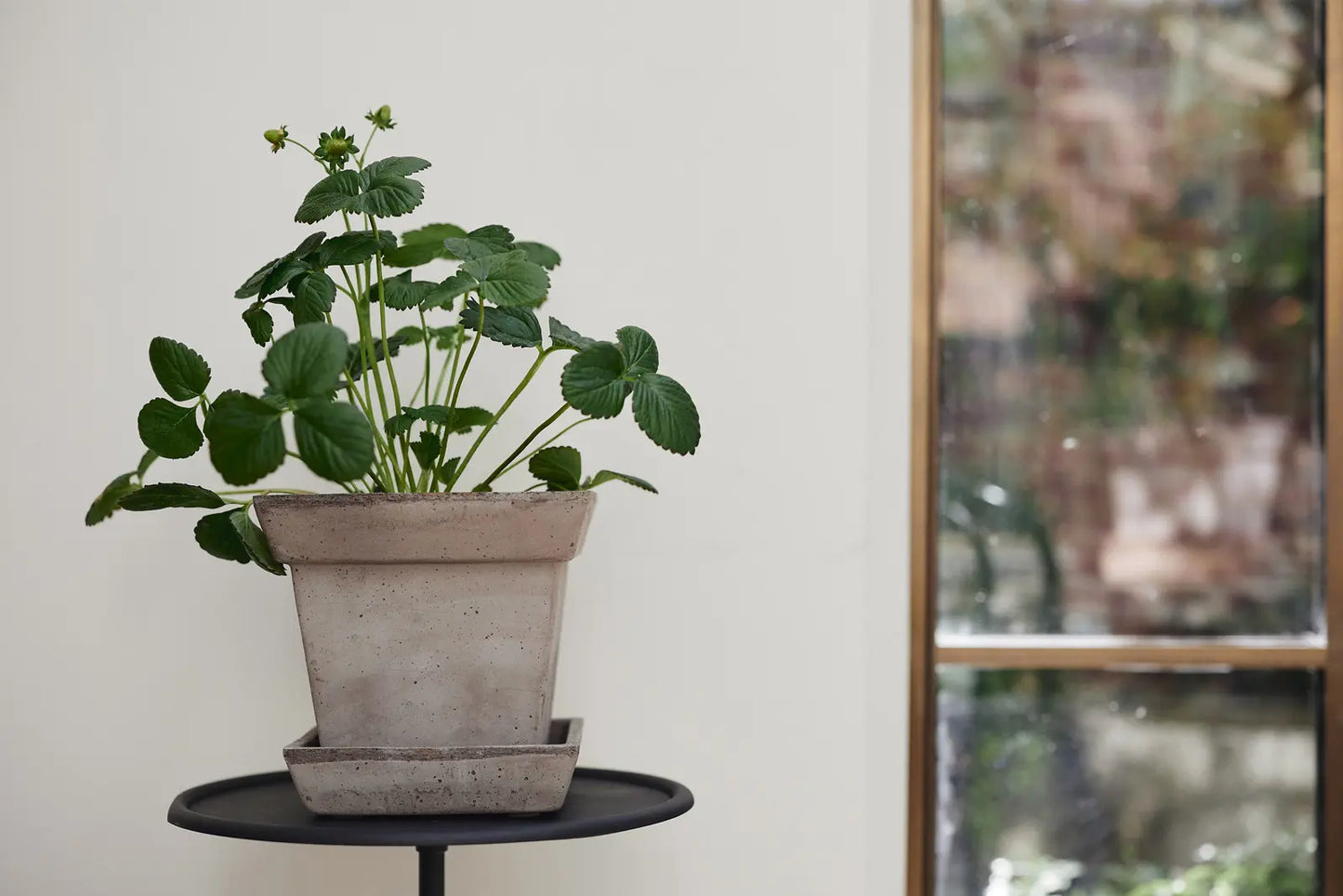 Gaia Raw Grey Pot & Saucer