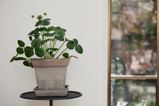 Gaia Raw Grey Pot & Saucer